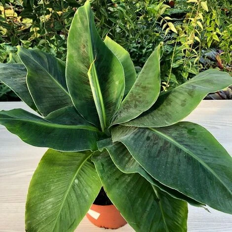 1 PIANTA DI MUSA TROPICANA BANANO NANO VASO 12CM 1 1 PIANTA DI MUSA TROPICANA BANANO NANO VASO 12CM