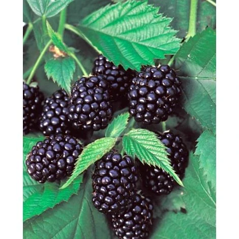 1 PIANTA DI MORA SENZA SPINE DIRKESEN MATURAZIONE PRECOCE 1 1 PIANTA DI MORA SENZA SPINE DIRKESEN MATURAZIONE PRECOCE