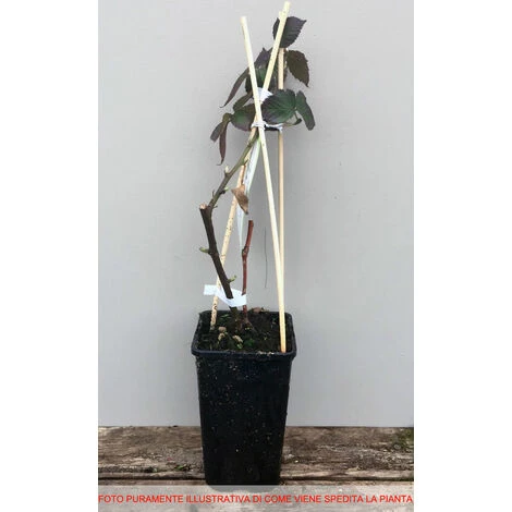 1 PIANTA DI MORA SENZA SPINE DIRKESEN MATURAZIONE PRECOCE 2 1 PIANTA DI MORA SENZA SPINE DIRKESEN MATURAZIONE PRECOCE - immagine 2