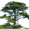 Cedro Del Libano "Cedrus Libani" Pianta In Vaso 13 Cm