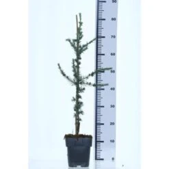 Cedro Del Libano "Cedrus Libani" Pianta In Vaso 13 Cm -Vendite VIDAXL 47297078 3