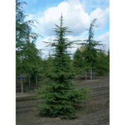 Cedro Del Libano "Cedrus Libani" Pianta In Vaso 13 Cm -Vendite VIDAXL 47297078 4