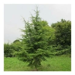 Cedro Del Libano "Cedrus Libani" Pianta In Vaso 13 Cm -Vendite VIDAXL 47297078 5