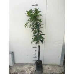 Pianta Di Arancio Valencia In Fitocella -Vendite VIDAXL 47946108 3