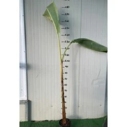 Pianta Di BANANO BLUE JAVA 'Musa Acuminata', BANANO BLU In Vaso H. 140 Cm Foto Reali -Vendite VIDAXL 48410463 3
