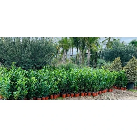 50 PIANTE DI LAURO CERASO LAUROCESASUS (LAUROCERASO) H 120/130CM SIEPI ALTE 2 50 PIANTE DI LAURO CERASO LAUROCESASUS (LAUROCERASO) H 120/130CM SIEPI ALTE - immagine 2