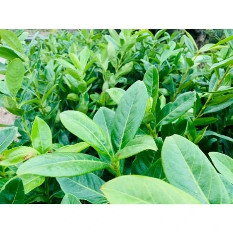 50 PIANTE DI LAURO CERASO LAUROCESASUS (LAUROCERASO) H 120/130CM SIEPI ALTE 4 50 PIANTE DI LAURO CERASO LAUROCESASUS (LAUROCERASO) H 120/130CM SIEPI ALTE - immagine 4