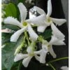 Gelsomino Falso "Rhyncospermum Jasminoides" Pianta In Vaso Da 2 Lt H. 100/150 Cm Con Canna