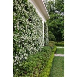 Gelsomino Falso "Rhyncospermum Jasminoides" Pianta In Vaso Da 2 Lt H. 100/150 Cm Con Canna -Vendite VIDAXL 49284212 3