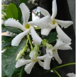 Gelsomino Falso "Rhyncospermum Jasminoides" Pianta In Vaso H. 40/60 Cm Con Canna