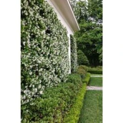 Gelsomino Falso "Rhyncospermum Jasminoides" Pianta In Vaso H. 40/60 Cm Con Canna -Vendite VIDAXL 49284216 4