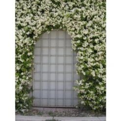 Gelsomino Falso "Rhyncospermum Jasminoides" Pianta In Vaso H. 40/60 Cm Con Canna -Vendite VIDAXL 49284216 5