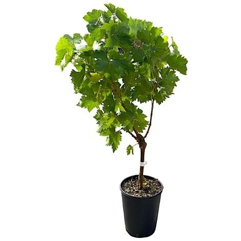 Pianta DI VITE Uva Vigna Da Tavola ARGENTINA APIRENA Senza Semi IN VASO 16 FOTO REALE AMDGarden 2 Pianta DI VITE Uva Vigna Da Tavola ARGENTINA APIRENA Senza Semi IN VASO 16 FOTO REALE AMDGarden - immagine 2