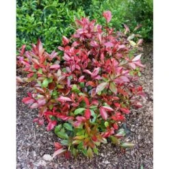 Photinia X Fraseri "Red Robin Compacta" Pianta Da Siepe Fotinia Compatta H. 20/40 Cm