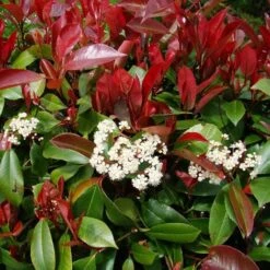 Photinia X Fraseri "Red Robin Compacta" Pianta Da Siepe Fotinia Compatta H. 20/40 Cm -Vendite VIDAXL 50249808 3