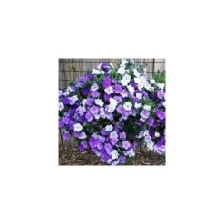 Pianta Di Brunfelsia In Vaso 24 Cm Foto Reali Piante Da Fiore -Vendite VIDAXL 51324044 3