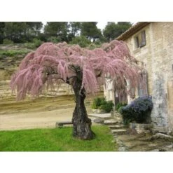 Tamarice Comune "Tamarix Gallica" Tamarisco Cipressina Pianta In Vaso 9 Cm