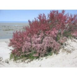 Tamarice Comune "Tamarix Gallica" Tamarisco Cipressina Pianta In Vaso 9 Cm -Vendite VIDAXL 51393305 4