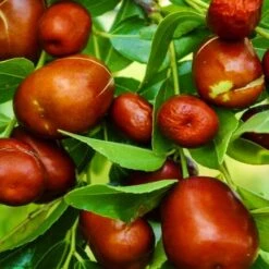 GIUGGIOLO -Vendite VIDAXL 51774982 3