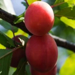 BIRICOCCOLO -Vendite VIDAXL 52076824 3