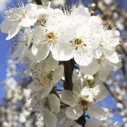 BIRICOCCOLO -Vendite VIDAXL 52076824 4