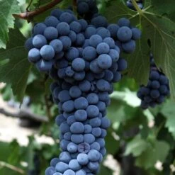 Uva Da Tavola Nera "Michele Palieri"