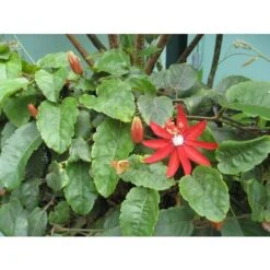Passiflora Coccinea Pianta Rampicante In Vaso 9 Cm -Vendite VIDAXL 53076559 4