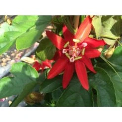 Passiflora Coccinea Pianta Rampicante In Vaso 9 Cm -Vendite VIDAXL 53076559 5