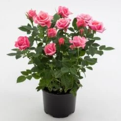 Rosa Rosa Tea Paesaggistica Pianta Di Rose In Vaso 16 Cm