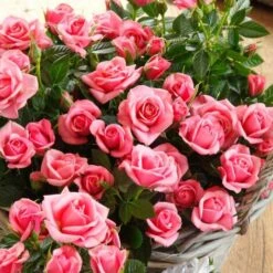 Rosa Rosa Tea Paesaggistica Pianta Di Rose In Vaso 16 Cm -Vendite VIDAXL 53238091 3