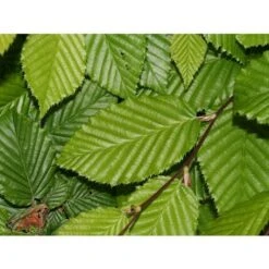 Carpino Bianco "Carpinus Betulus" Pianta Da Siepe In Vaso H. 80/100 Cm -Vendite VIDAXL 53541805 3