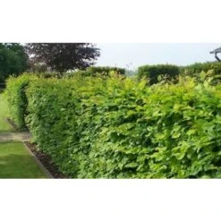 Carpino Bianco "Carpinus Betulus" Pianta Da Siepe In Vaso H. 80/100 Cm -Vendite VIDAXL 53541805 4