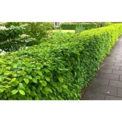 Carpino Bianco "Carpinus Betulus" Pianta Da Siepe In Vaso H. 80/100 Cm -Vendite VIDAXL 53541805 5