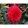 1 PIANTA DI CAMELIA JAPONICA ROSSA VASO 17CM