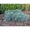 Ginepro Squamoso "Juniperus Squamata Blue Star" Pianta In Vaso 14 Cm