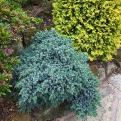 Ginepro Squamoso "Juniperus Squamata Blue Star" Pianta In Vaso 14 Cm 7 Ginepro Squamoso "Juniperus Squamata Blue Star" Pianta In Vaso 14 Cm -Vendite VIDAXL 53920841 3