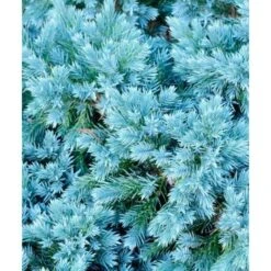 Ginepro Squamoso "Juniperus Squamata Blue Star" Pianta In Vaso 14 Cm 9 Ginepro Squamoso "Juniperus Squamata Blue Star" Pianta In Vaso 14 Cm -Vendite VIDAXL 53920841 5