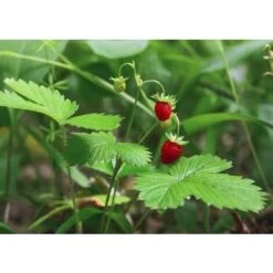 Fragola Da Bosco (vaso 10)