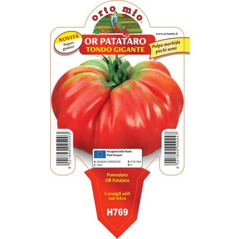 3 PIANTE IN VASO Ø10CM DI POMODORO GIGANTE OR PATATARO ORTO ORTOMIO 1 3 PIANTE IN VASO Ø10CM DI POMODORO GIGANTE OR PATATARO ORTO ORTOMIO