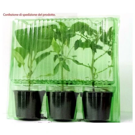 3 PIANTE IN VASO Ø10CM DI POMODORO GIGANTE OR PATATARO ORTO ORTOMIO 2 3 PIANTE IN VASO Ø10CM DI POMODORO GIGANTE OR PATATARO ORTO ORTOMIO - immagine 2