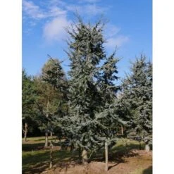 Cedro Del Libano Blu "Cedrus Libani Glauca" Pianta In Vaso 24 Cm H. 70/90 Cm -Vendite VIDAXL 57047394 3