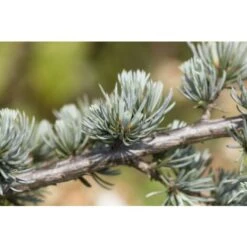 Cedro Del Libano Blu "Cedrus Libani Glauca" Pianta In Vaso 24 Cm H. 70/90 Cm -Vendite VIDAXL 57047394 4