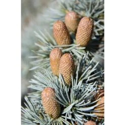 Cedro Del Libano Blu "Cedrus Libani Glauca" Pianta In Vaso 24 Cm H. 70/90 Cm -Vendite VIDAXL 57047394 5