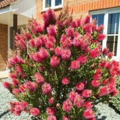 Callistemone "Callistemon Leavis" Pianta In Vaso 17 Cm H. 80/100 Cm -Vendite VIDAXL 57206292 3