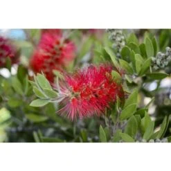 Callistemone "Callistemon Leavis" Pianta In Vaso 17 Cm H. 80/100 Cm -Vendite VIDAXL 57206292 4