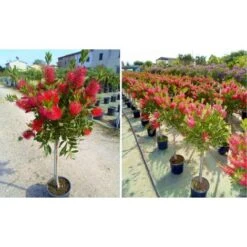 Callistemone "Callistemon Leavis" Pianta In Vaso 17 Cm H. 80/100 Cm -Vendite VIDAXL 57206292 5