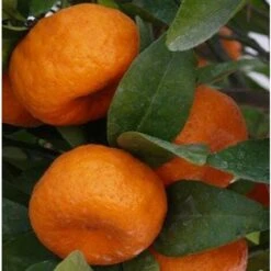 Albero Di Mandarino - Alberi