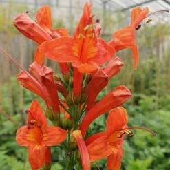 Bignonia Capensis "Tecomaria Capensis" Pianta Rampicante In Vaso H. 30/50 Cm -Vendite VIDAXL 58671003 3