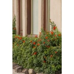 Bignonia Capensis "Tecomaria Capensis" Pianta Rampicante In Vaso H. 30/50 Cm -Vendite VIDAXL 58671003 4