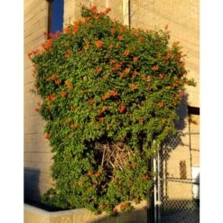 Bignonia Capensis "Tecomaria Capensis" Pianta Rampicante In Vaso H. 30/50 Cm -Vendite VIDAXL 58671003 5